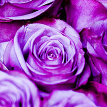 专业工具箱的在线ddos网页端